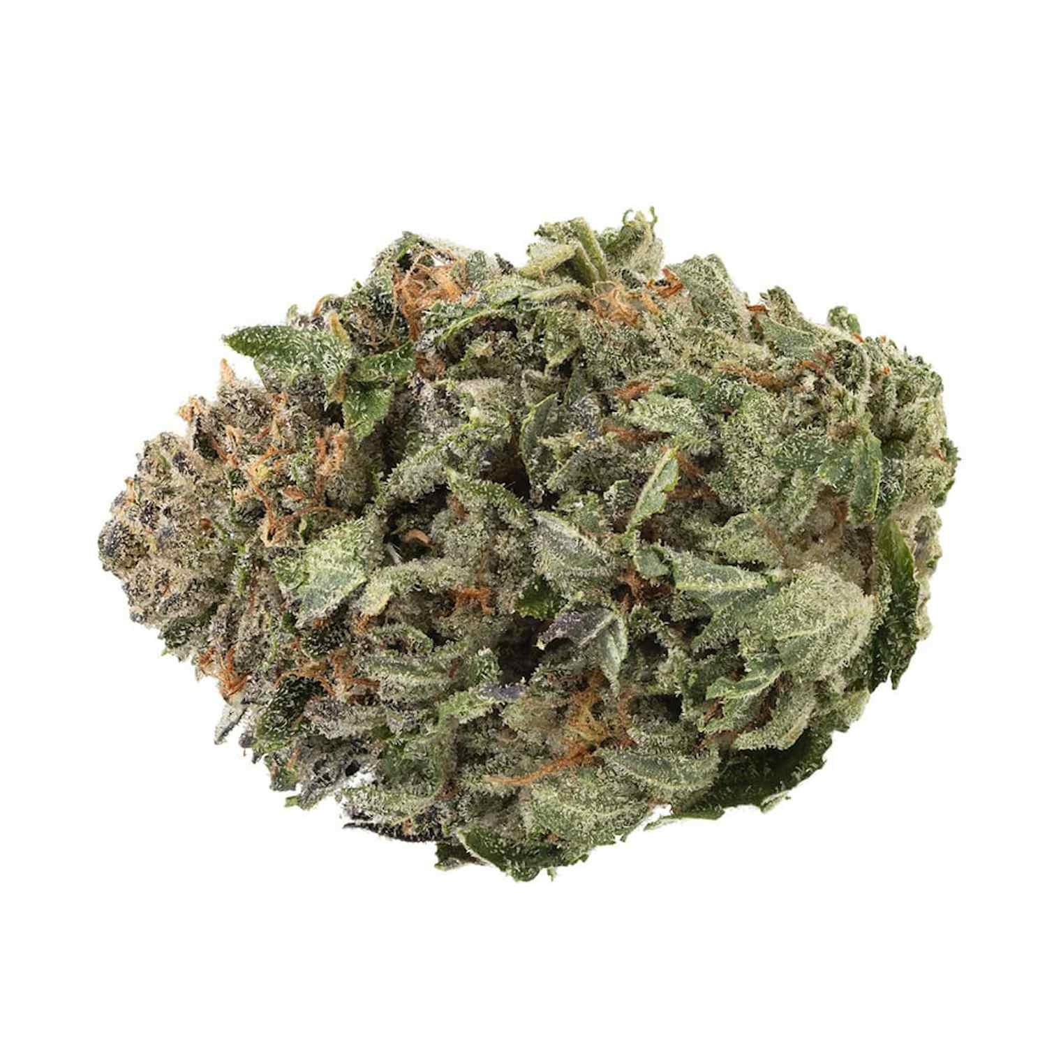 1964 Organic Comatose The Republic