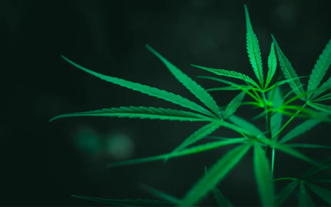 Cannabis Biology Explained